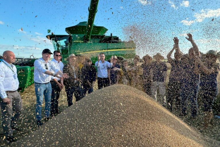RS deve colher 4,2 milhões de toneladas de trigo
