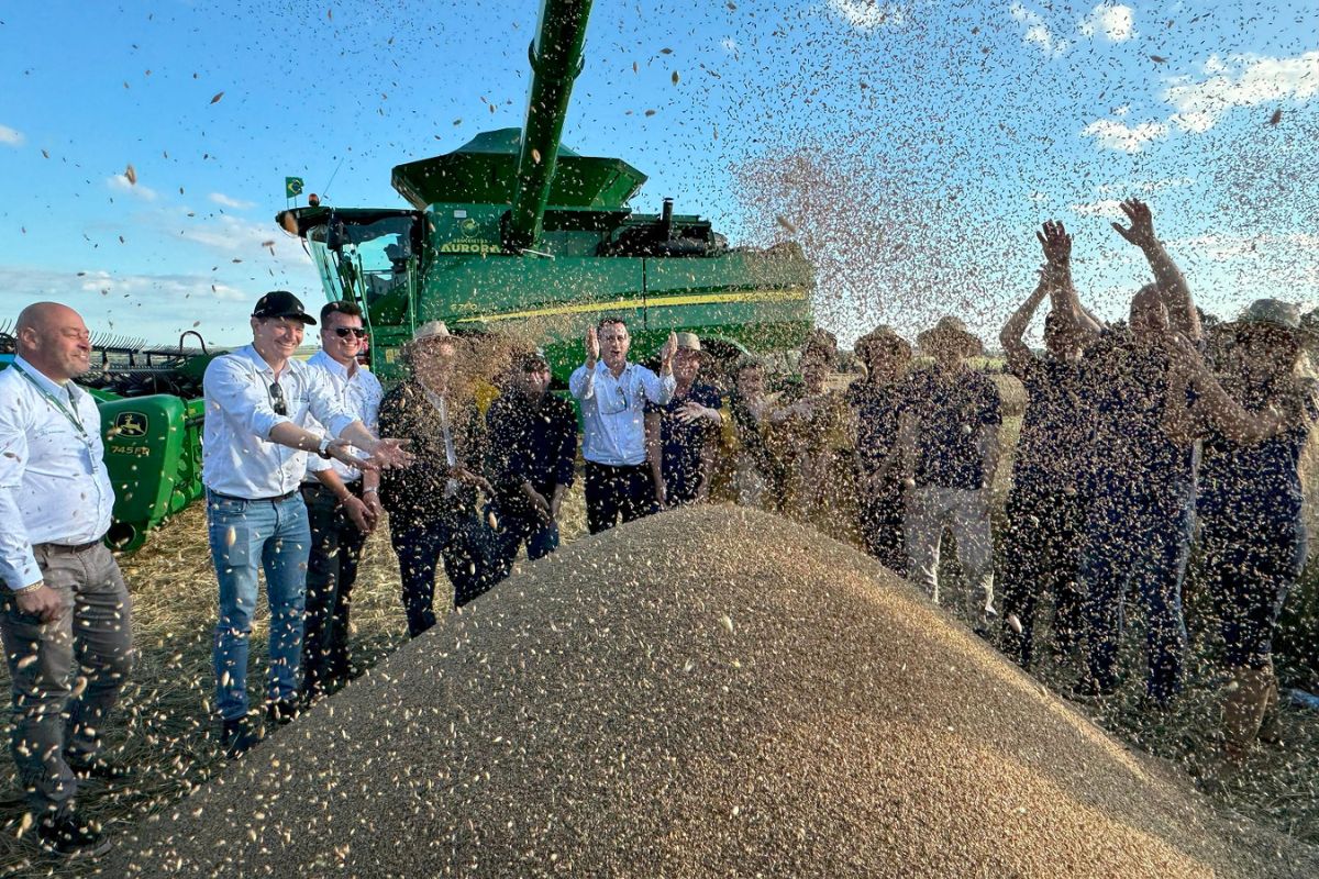 Abertura da Colheita de Trigo em Cruz Alta, no Rio Grande do Sul. Foto: Foto: Cassiane Osório/Ascom Seapi