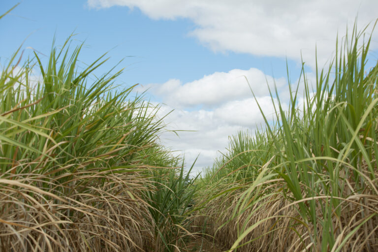 3ª estimativa da Conab indica safra de cana de 678,67 mi/t no Brasil em 2024/25
