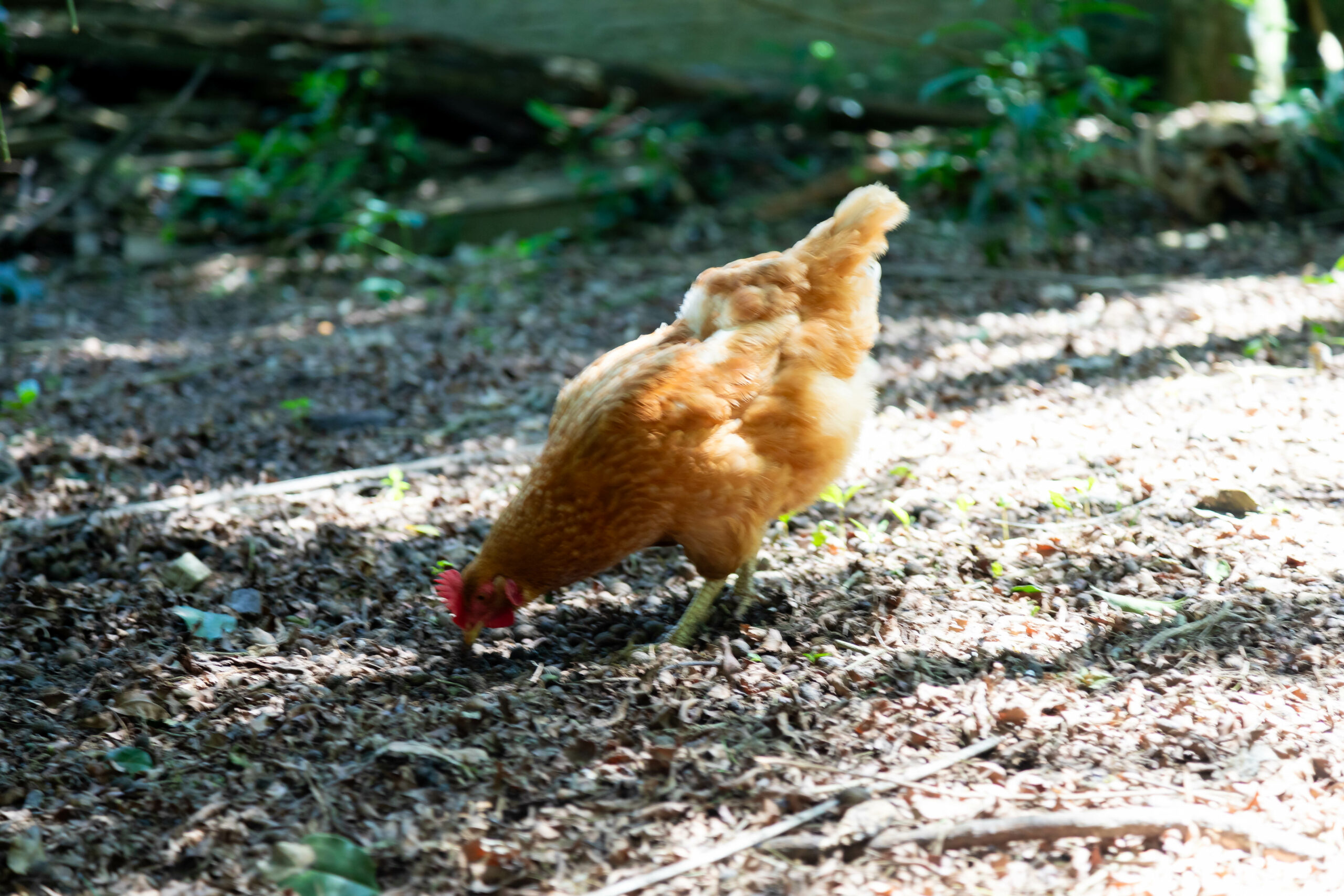 Foto: Adobe Stock