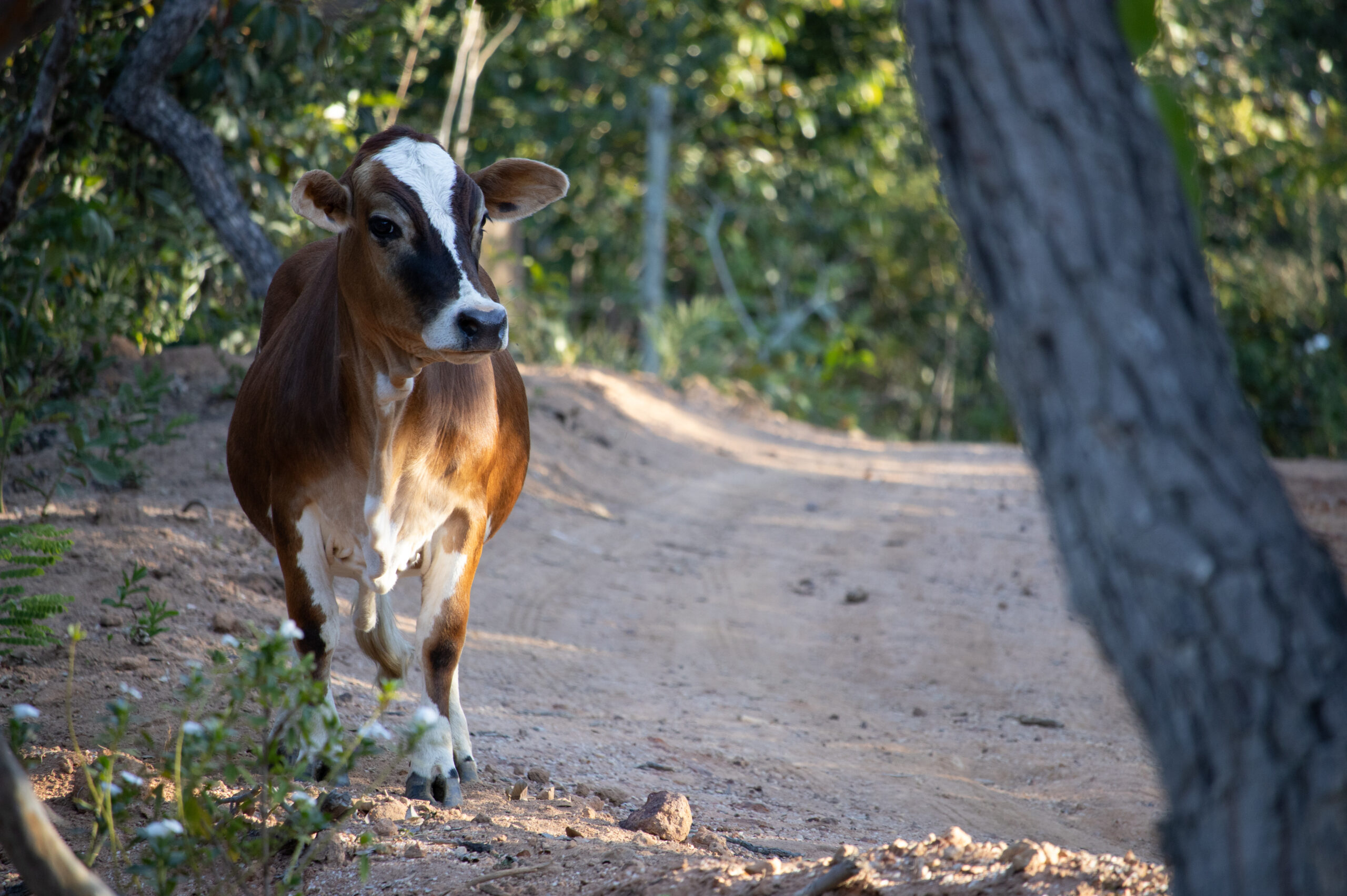 Além de leite e carne, mini vacas são atração em turismo rural e ótimas como animais de estimação. Na foto, uma mini jersey. Foto: Adobe Stock