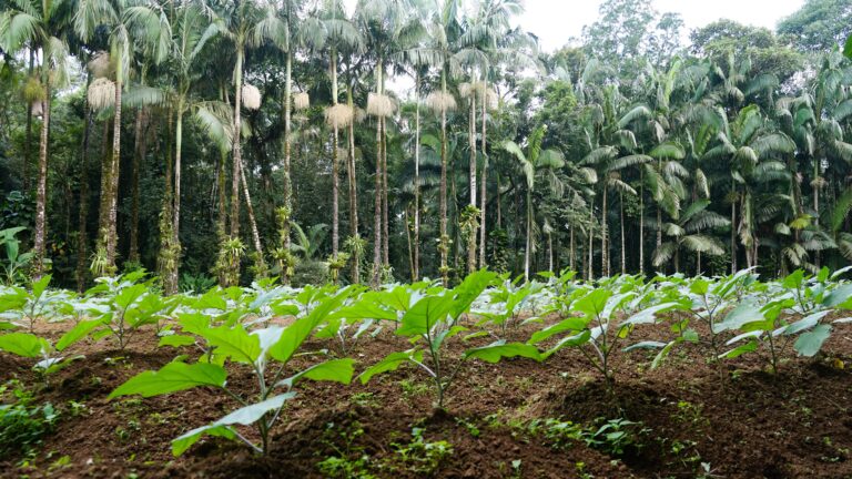 Agricultura regenerativa: o que é, benefícios e como implementar