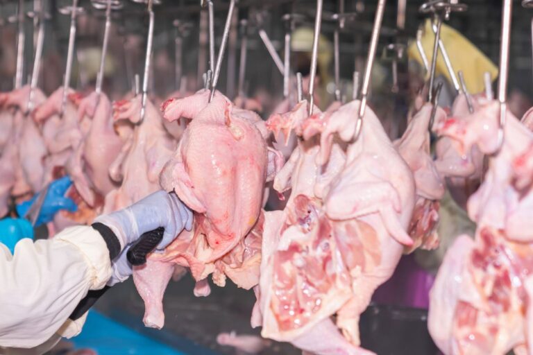 Newcastle: Asgav estima mais prejuízo ao setor com continuidade de embargos à carne de frango