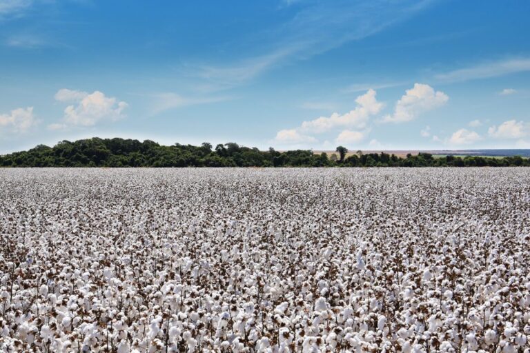 Abrapa se une à coalizão internacional para defender qualidade do algodão natural