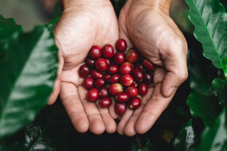 Café em alta reduz custo com fertilizante, aponta Rabobank 