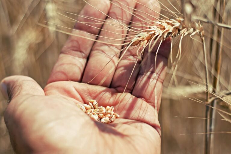 Índice de Preços da FAO sobe 2% em outubro e alcança maior nível em 1 ano e meio