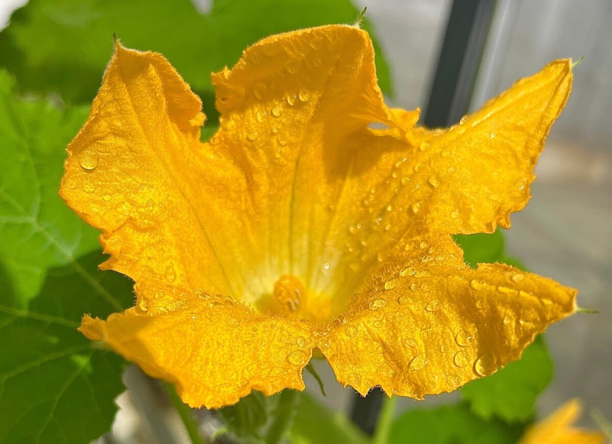 Planta de abobrinha infectada com o vírus do mosaico amarelo: doença foi totalmente combatida em laboratório. Foto: Arquivo Pessoal