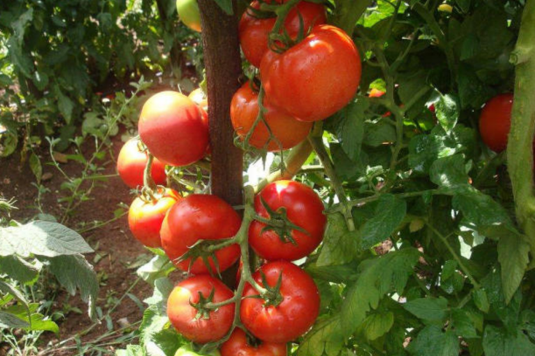 Tomate industrial no Brasil: avanços, gargalos e o que esperar da próxima safra
