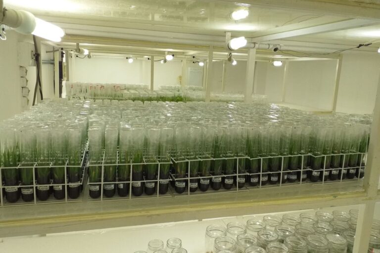 Microrganismos aceleram em até 34% o crescimento das mudas do abacaxi