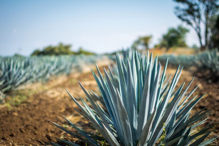 Da tequila ao etanol, o agave pode revolucionar sertão nordestino 