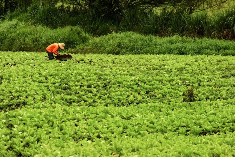 Governo libera R$ 500 milhões do Fundo Garantidor para apoiar agricultura familiar