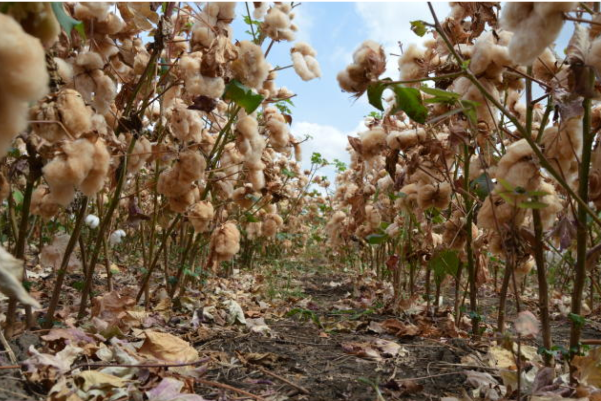Vazio sanitário do algodão em Goiás começa neste domingo. Foto: Embrapa Algodão