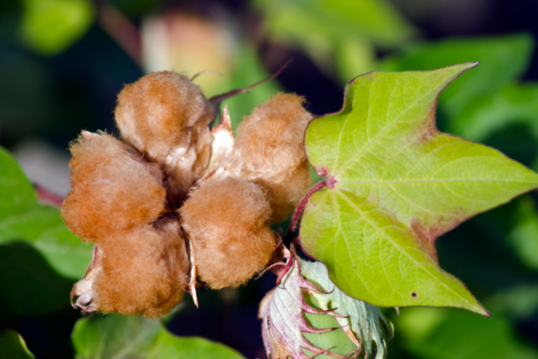 Algodão colorido: uma alternativa sustentável e lucrativa para o produtor rural