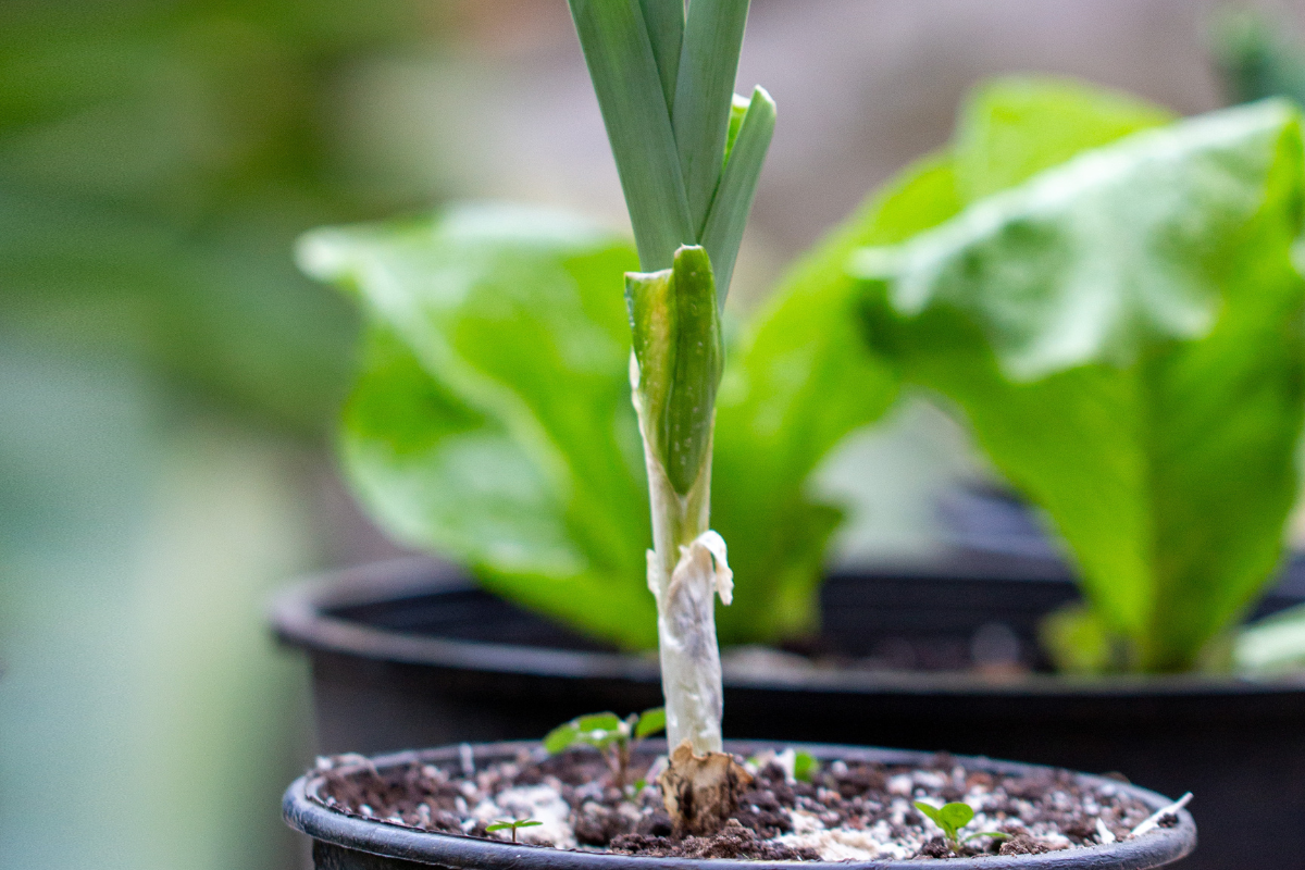 Broto de alho em crescimento. Foto: Adobe Stock