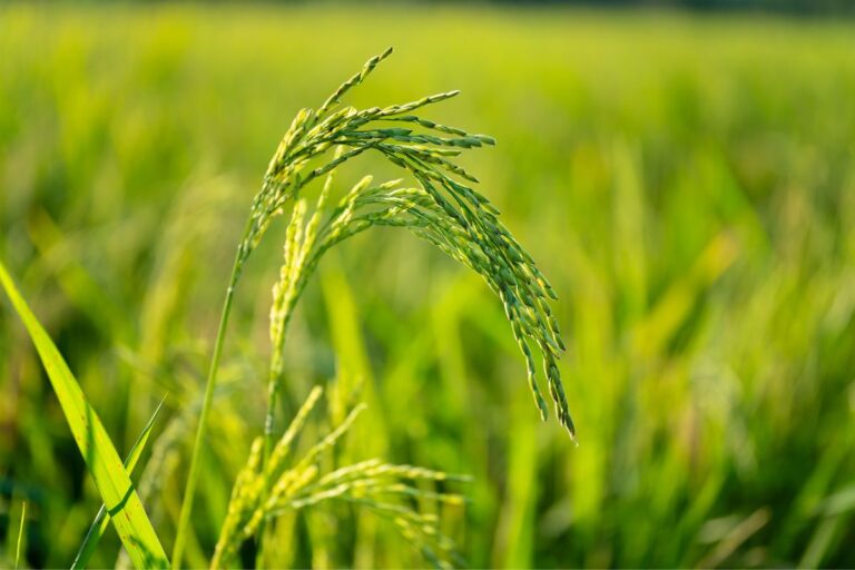 Rio Grande do Sul já semeou 84% do arroz da safra 2024/25