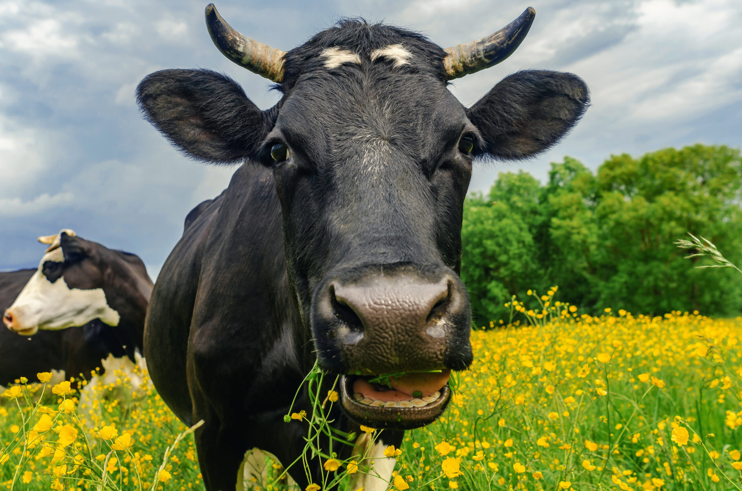 Foto: Adobe Stock