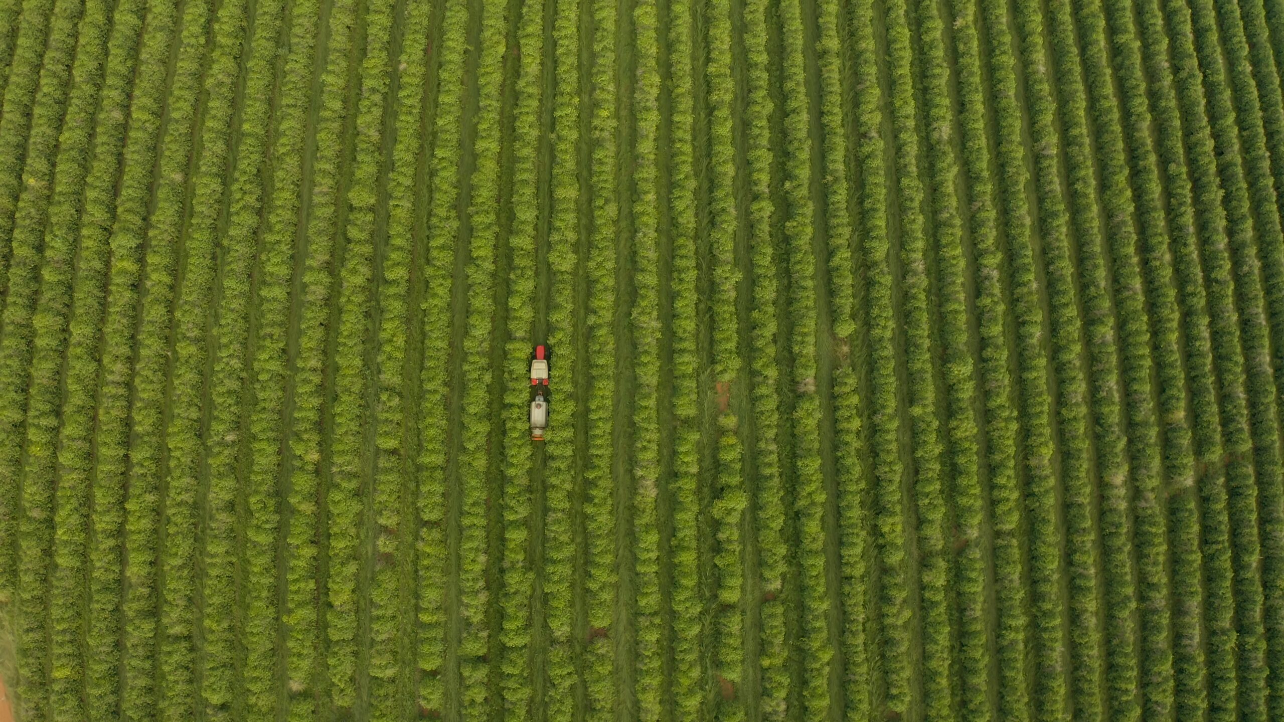 Manter o solo coberto o tempo todo, como na Fazenda Três Meninas, é um dos fatores relevantes para o cultivo do café sustentável. Foto: Fazenda Três Meninas/Divulgação