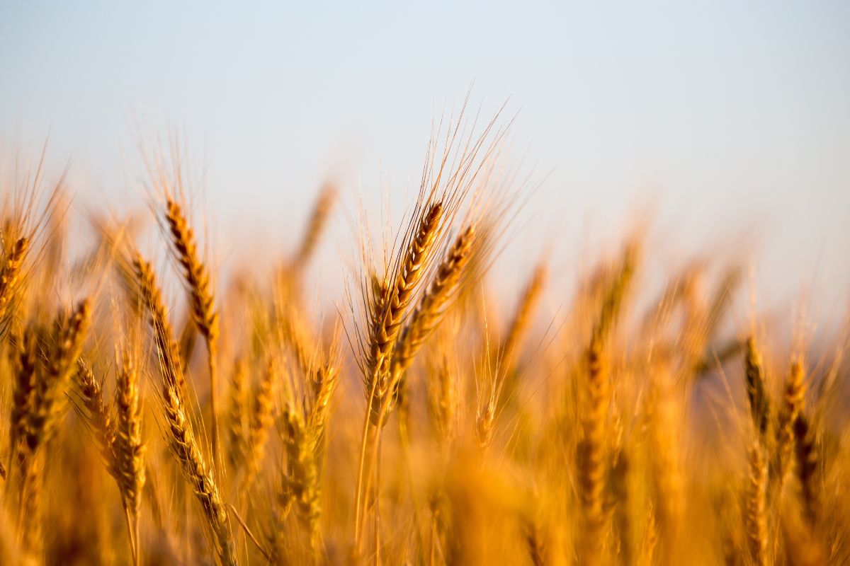 Foto: Adobe Stock