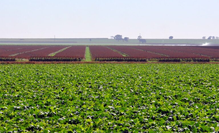 “Censo” do agro paulista impulsionará desenvolvimento do setor