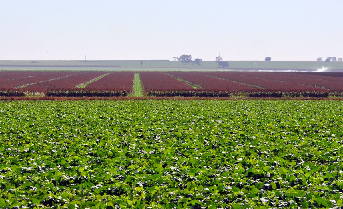 “Censo” do agro paulista impulsionará desenvolvimento do setor