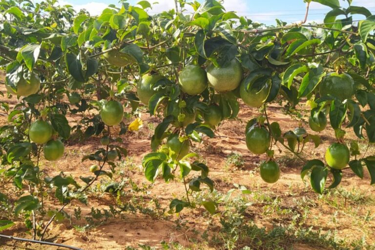 Bahia lidera produção nacional de maracujá e fatura R$ 545 milhões em vendas em 2023