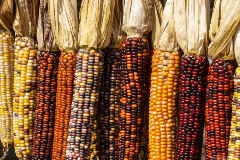 Entenda como o milho colorido está redefinindo o mercado de alimentos 
