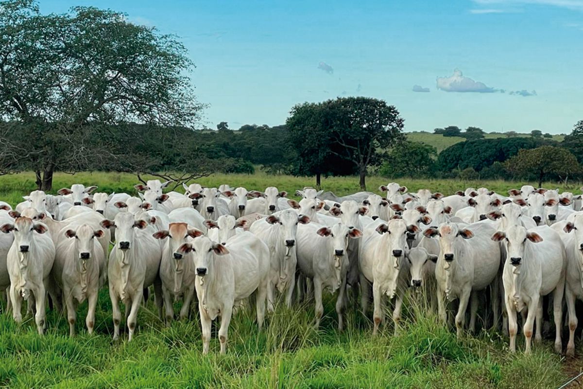 Foto: GlobalGen/Divulgação