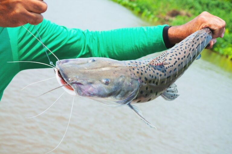 Piracema: pesca está proibida nos rios do Mato Grosso do Sul
