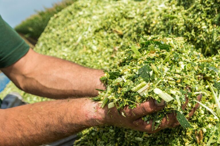 Silagem de milho: saiba como produzir e armazenar