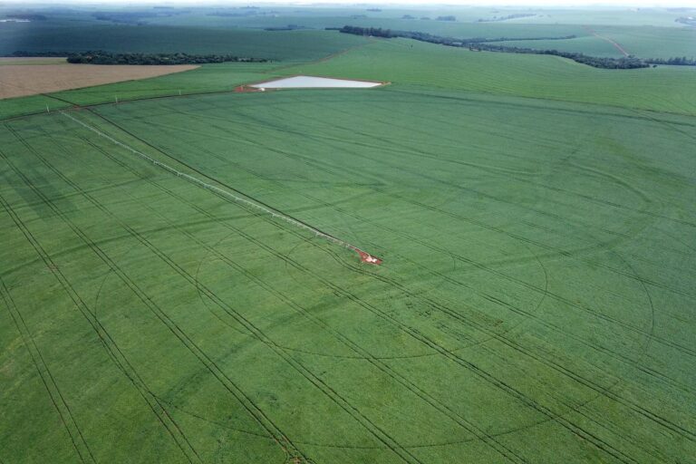 Plantio da safra de soja 2024/25 atinge 54% da área estimada, diz AgRural