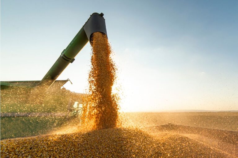 Segunda previsão da Conab para safra 2024/25 indica produção 8,2% maior