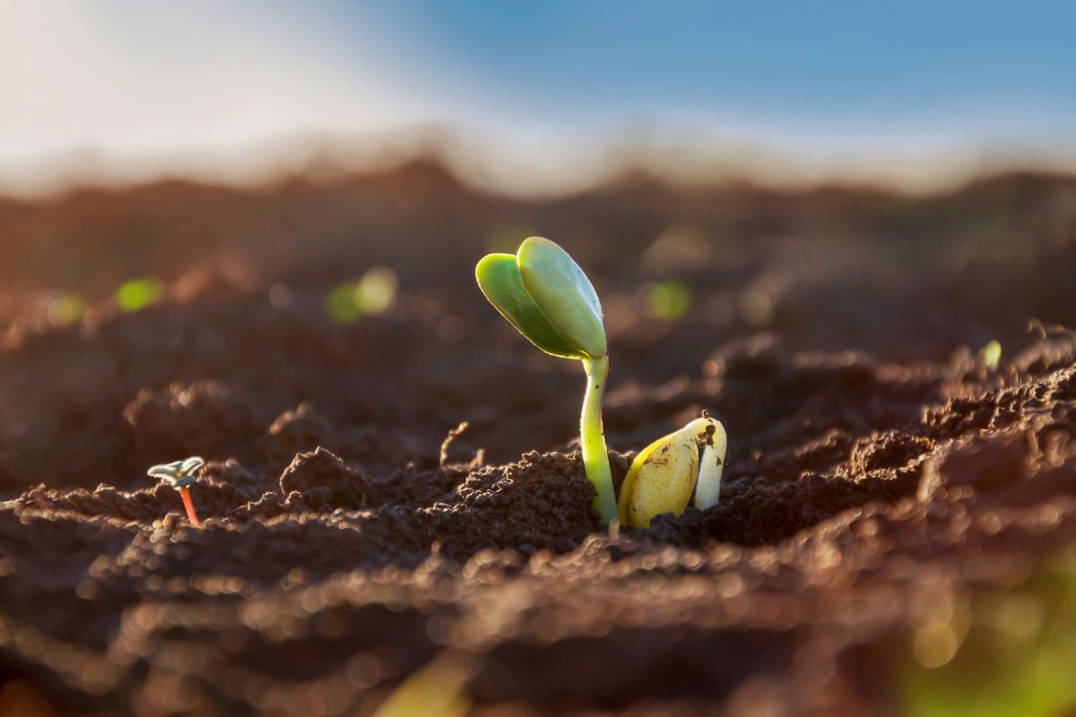 Foto: Adobe Stock