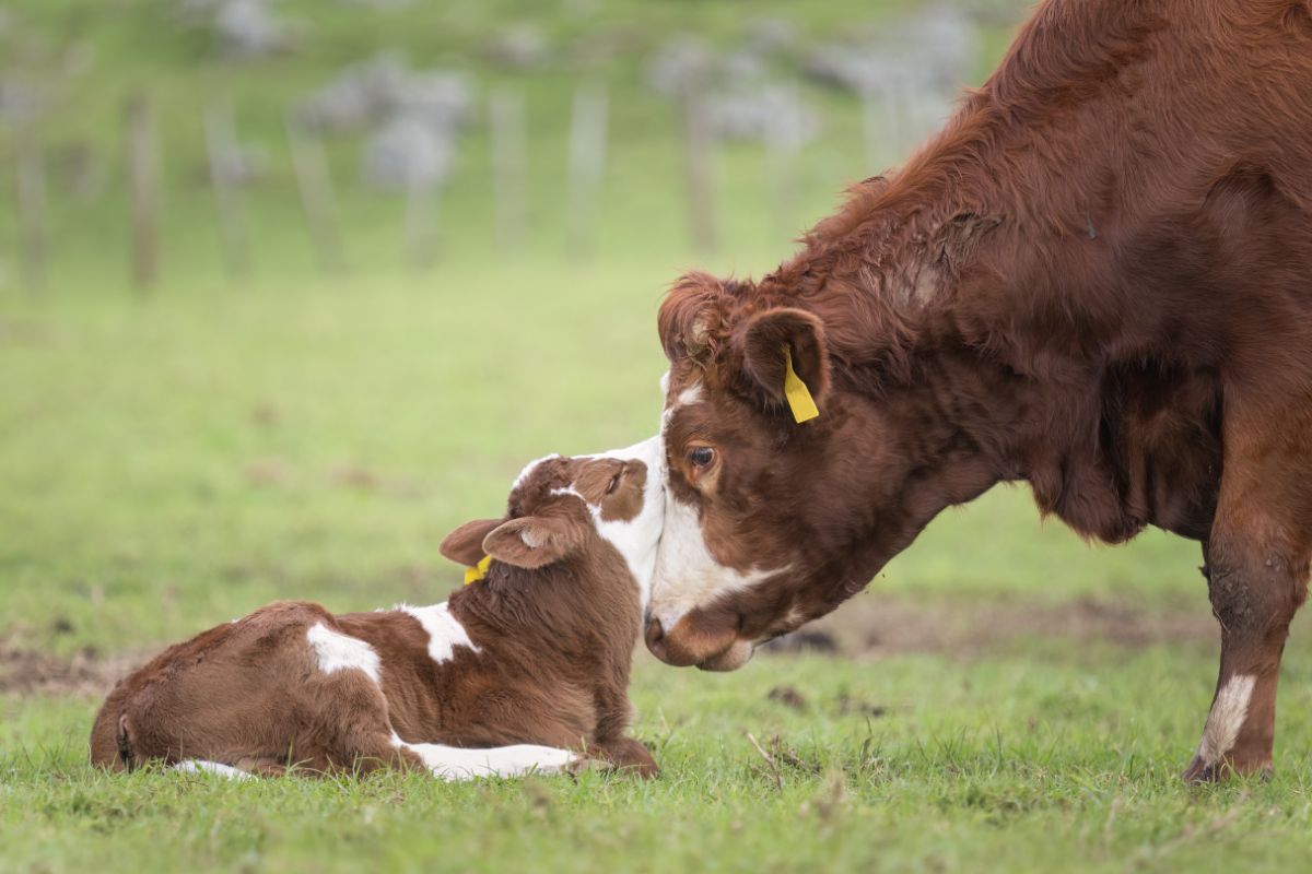 Foto: Adobe Stock