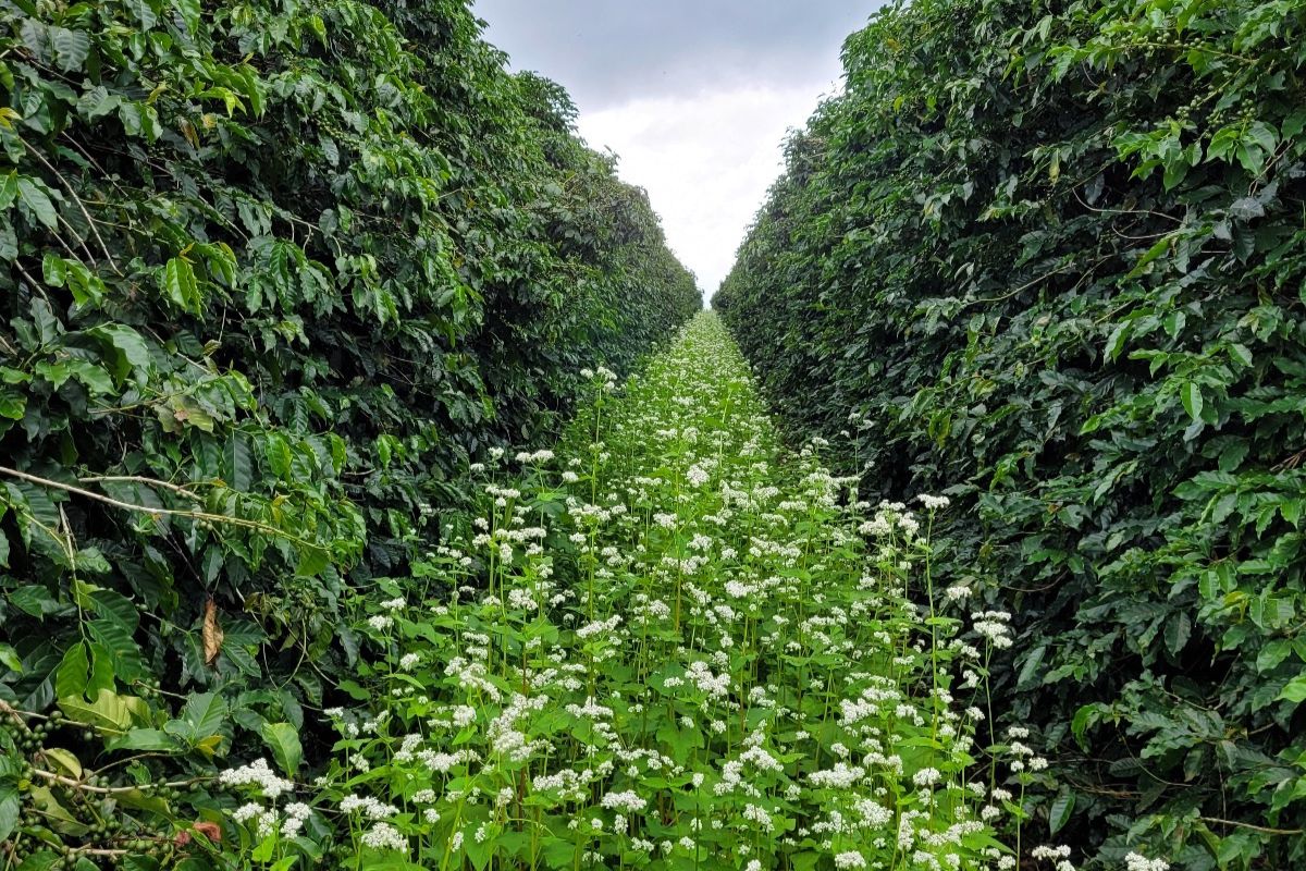 Lavoura de café experimental em Minas Gerais. Foto: Yara do Brasil/Divulgação
