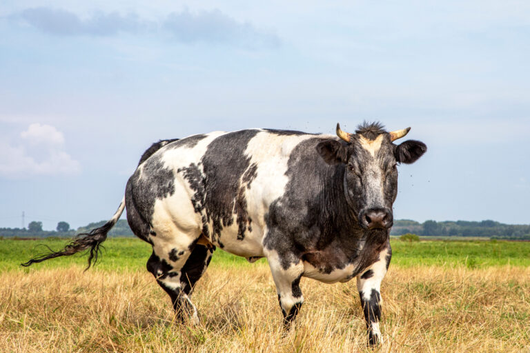 Belgian Blue: o boi mais musculoso do mundo