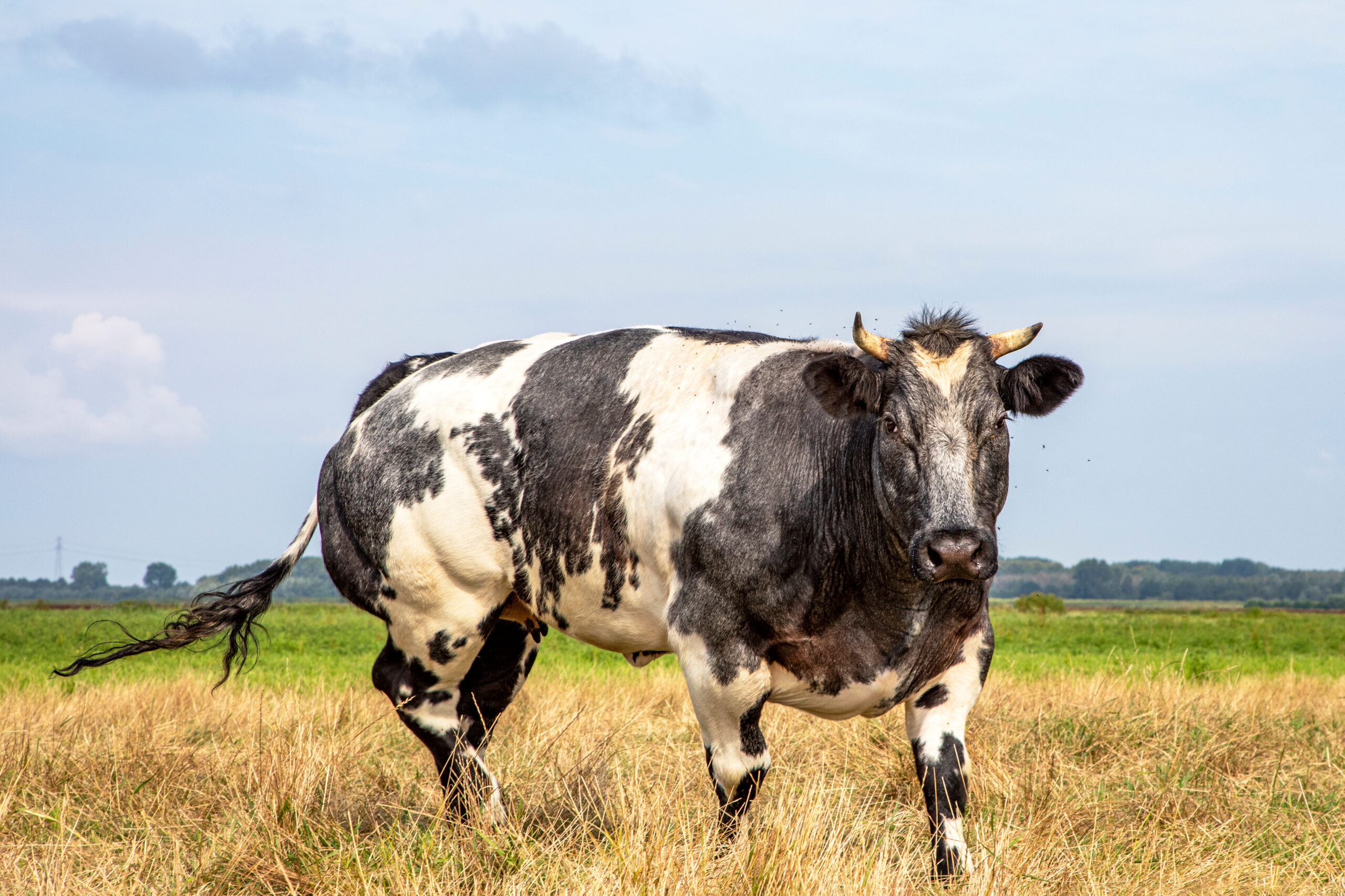 Foto: Adobe Stock