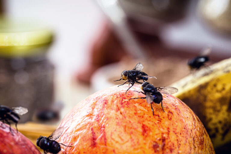Moscas das frutas: tipos, culturas afetadas e controle