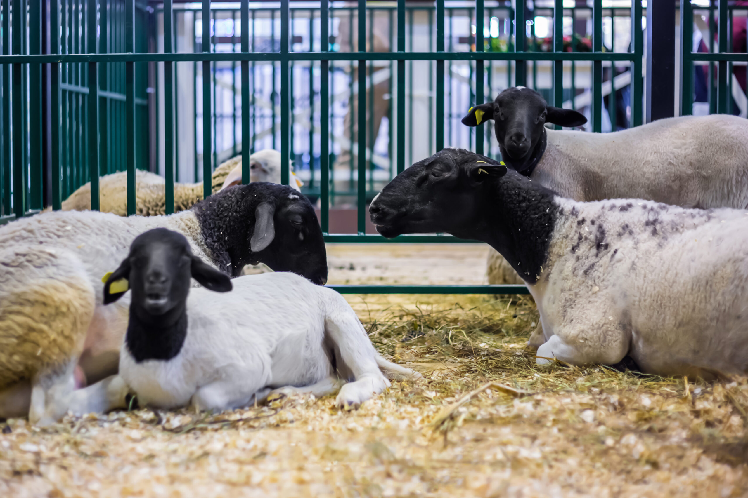 Foto: Adobe Stock