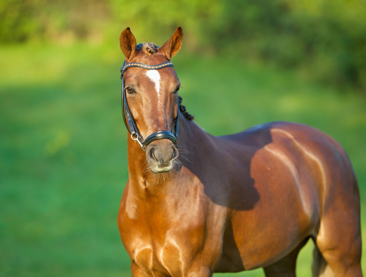 Foto: Adobe Stock