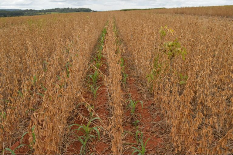 Sistema Antecipe aumenta produtividade do milho safrinha em 287% no Tocantins