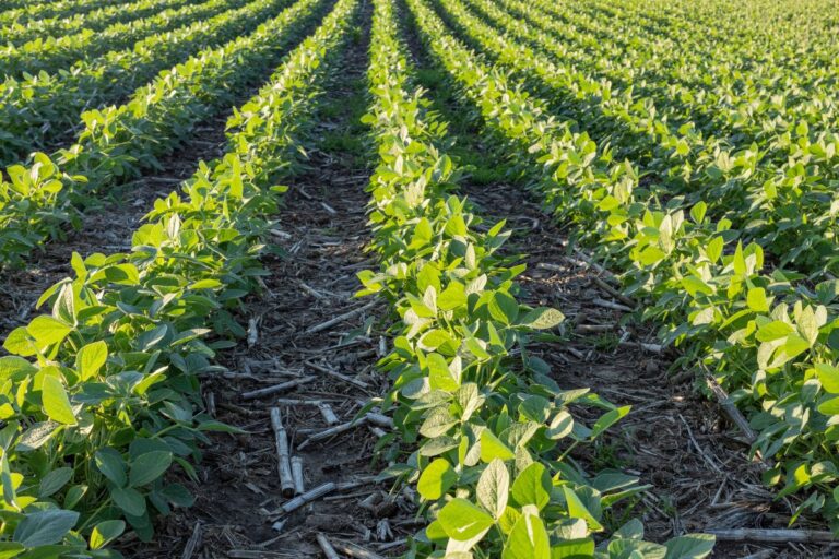 Agricultura regenerativa reduz em média 50% das emissões de carbono da soja