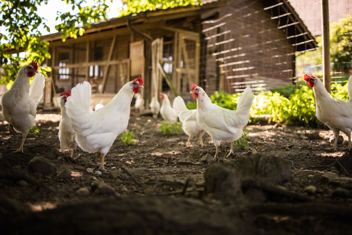 Foto: Adobe Stock