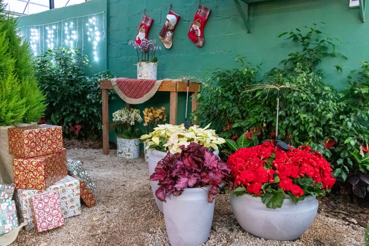 Foto: Expoflora/Divulgação