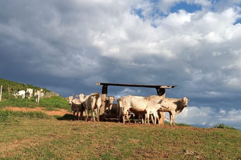 Agro mineiro cresce 17,8% em exportações e alcança US$ 14,1 bilhões
