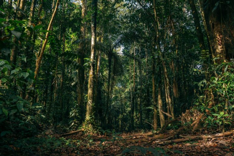 Manejo Florestal Sustentável: entenda o que é e como produtor pode gerar receita com reserva legal