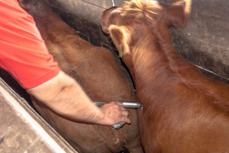 Aplicativo simula espalhamento de febre aftosa no RS