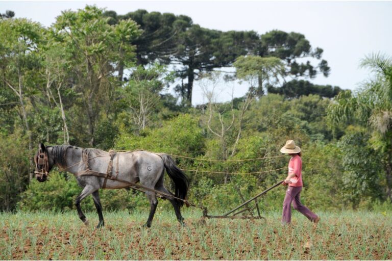Proagro não terá cobertura de até 100% a partir de janeiro