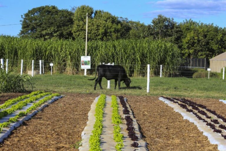 Governo cria conselho para Programa Mais Alimentos do Plano Safra da Agricultura Familiar
