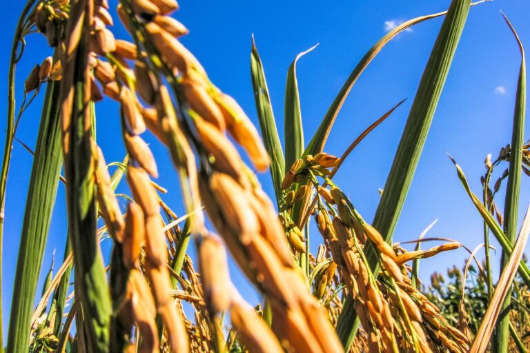 Área de arroz pode reduzir na safra 2024/2025 como consequência das enchentes de maio no RS