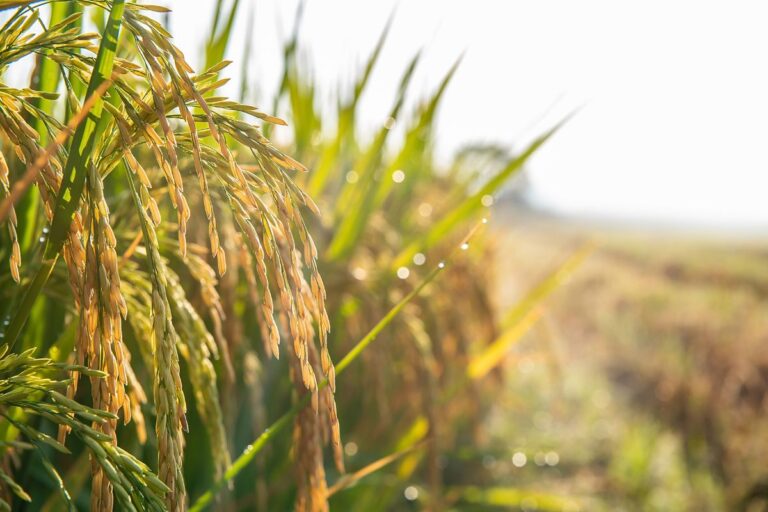 Leilões da Conab negociam 18 mil toneladas de arroz
